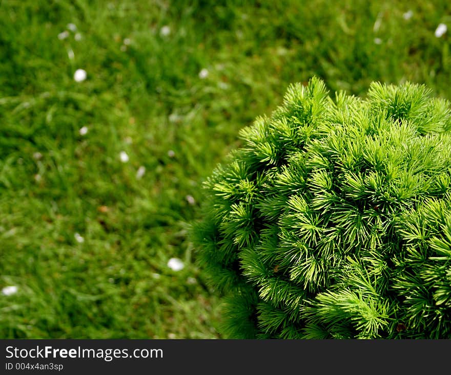 Tree with grass in the background