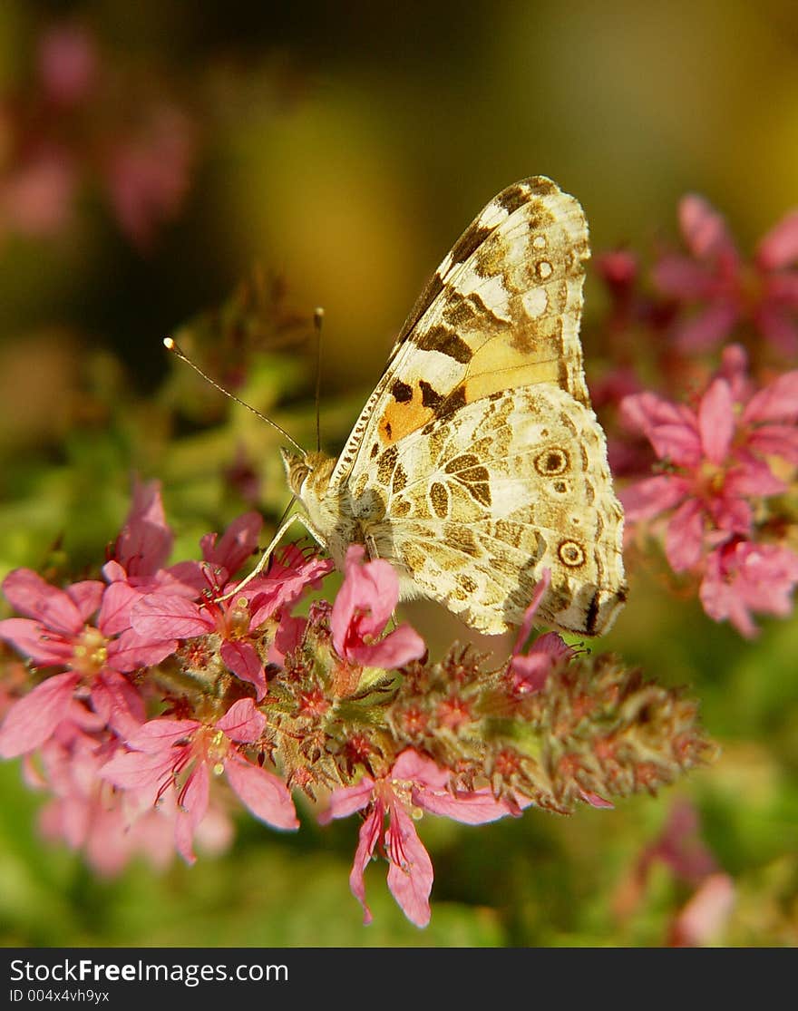 Motley butterfly on pink flower.