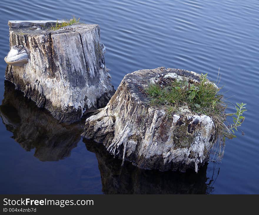 Two white stumps in the water with grass and fungus growing on them. Two white stumps in the water with grass and fungus growing on them