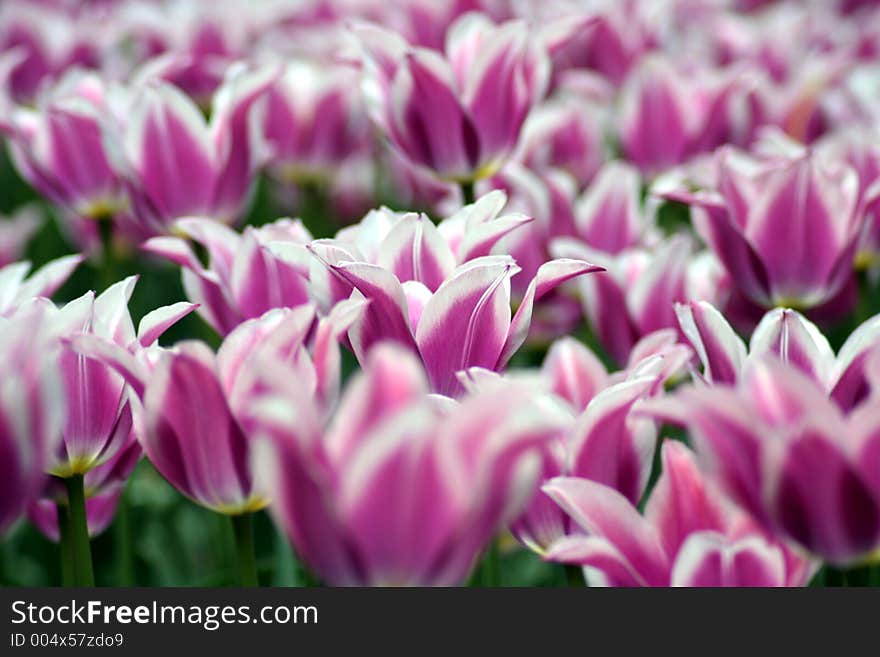 Pink tulips - DOF in the middle. Pink tulips - DOF in the middle