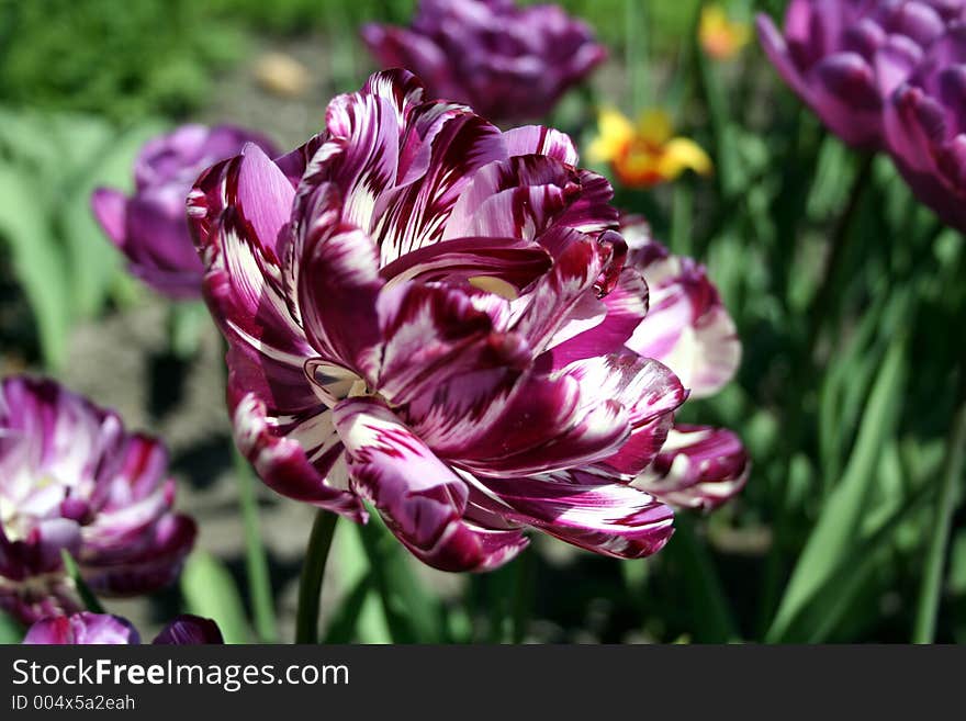 Parrot tulip