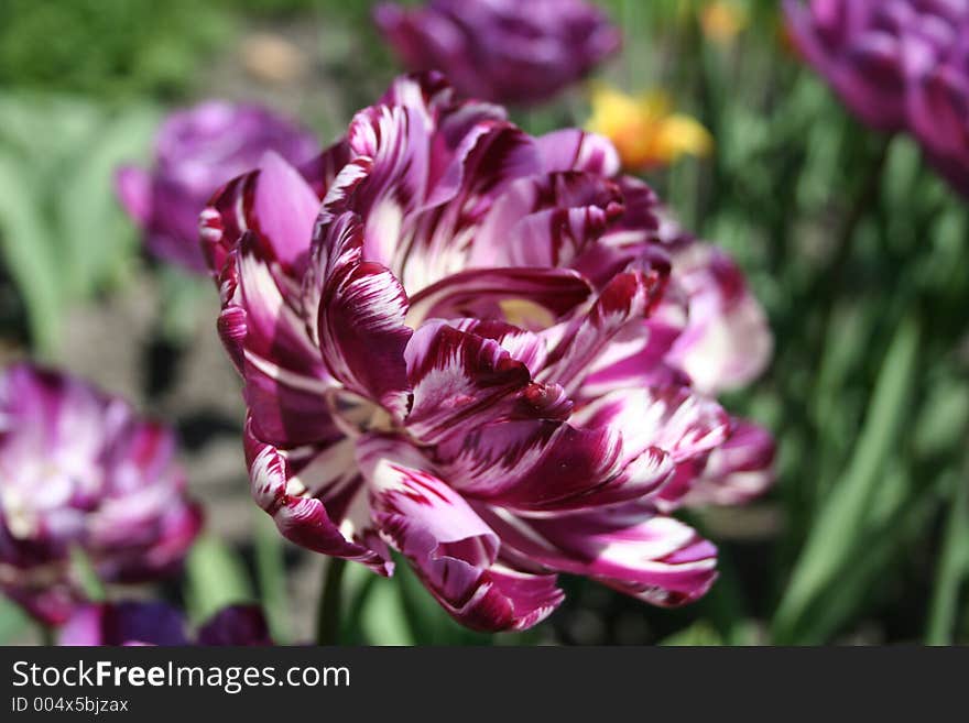 Parrot tulip 2