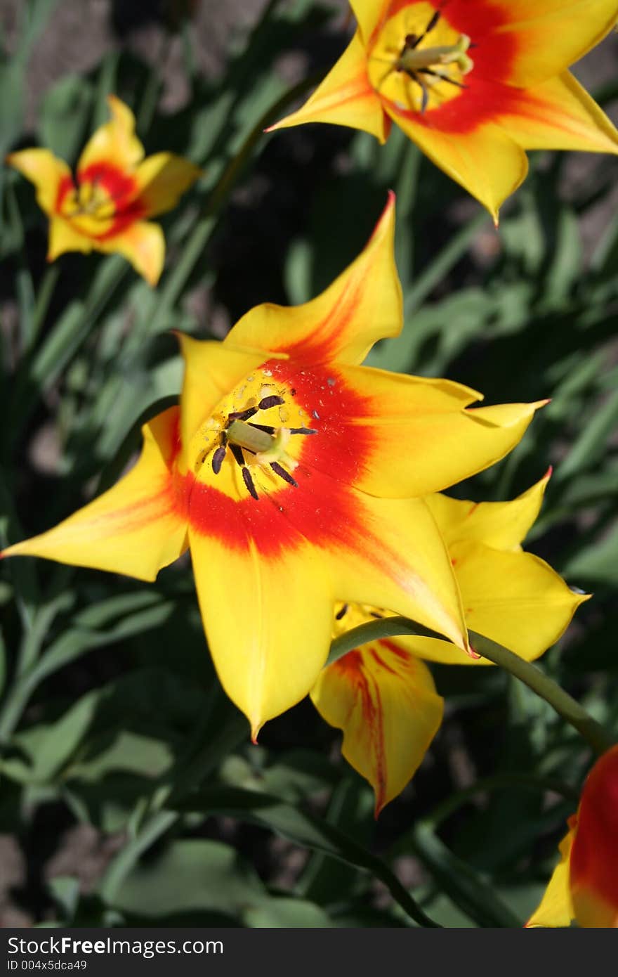 Yellow tulips close up