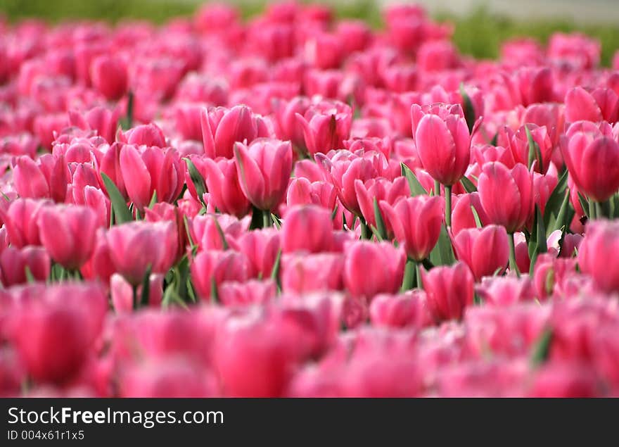 Tulips