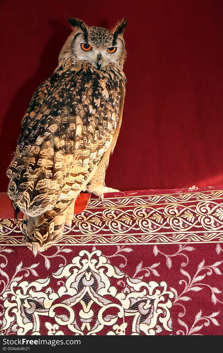 Long eared owl (Asio Otus),ibiza, spain. Long eared owl (Asio Otus),ibiza, spain