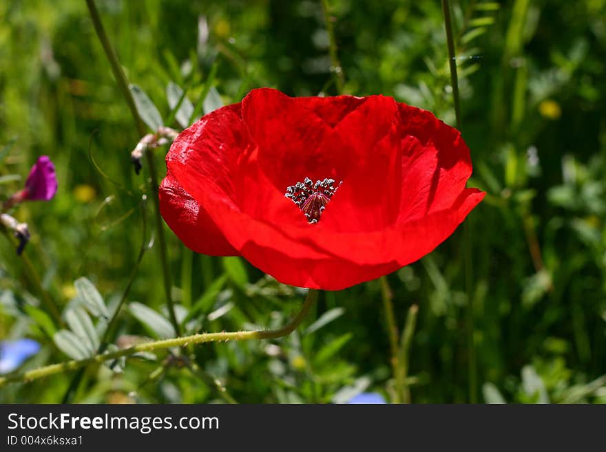 Red poppy in wildflower meadow