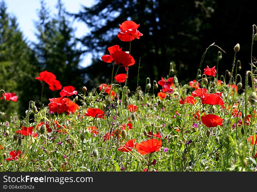 Field of poppies