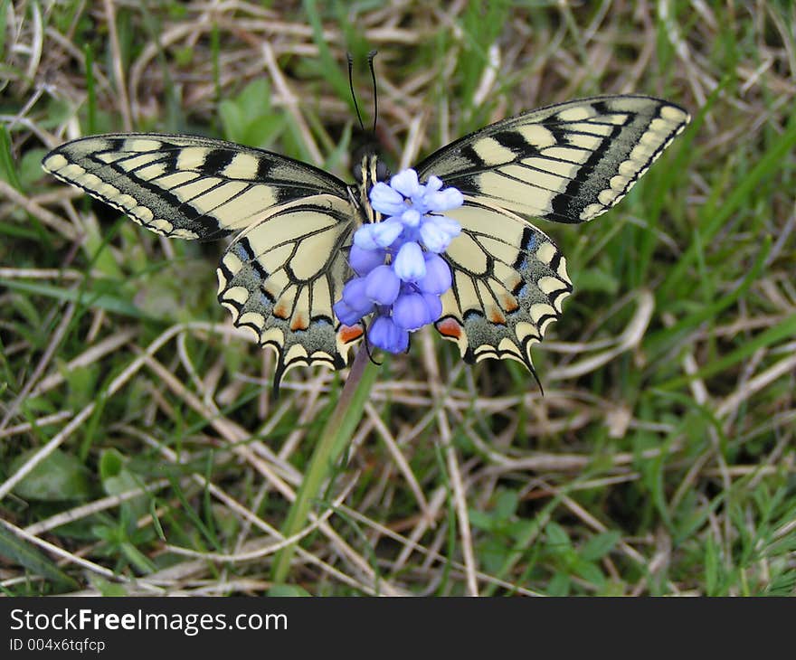 The Tiger Swallowtail Butterfly