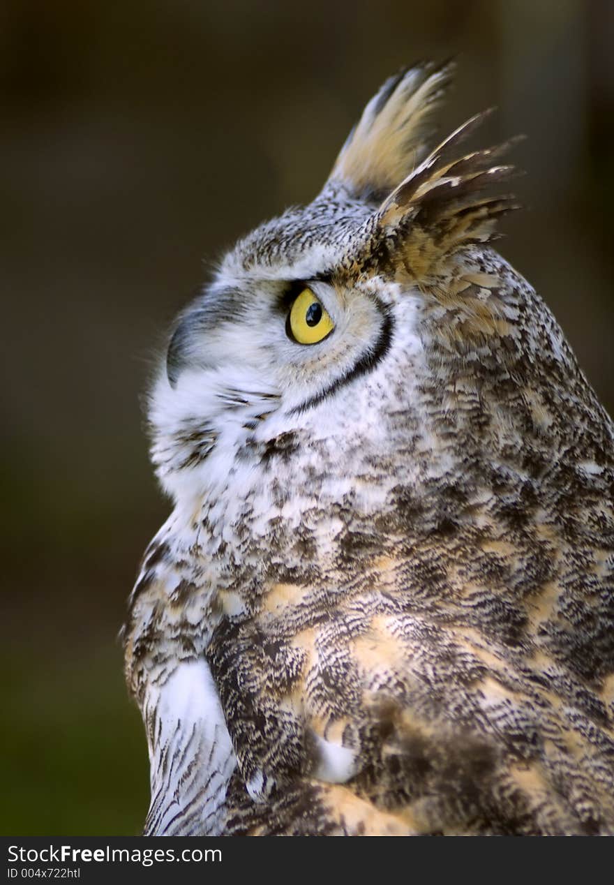 Great Horned Owl (Bubo Virginianus) Looks Up