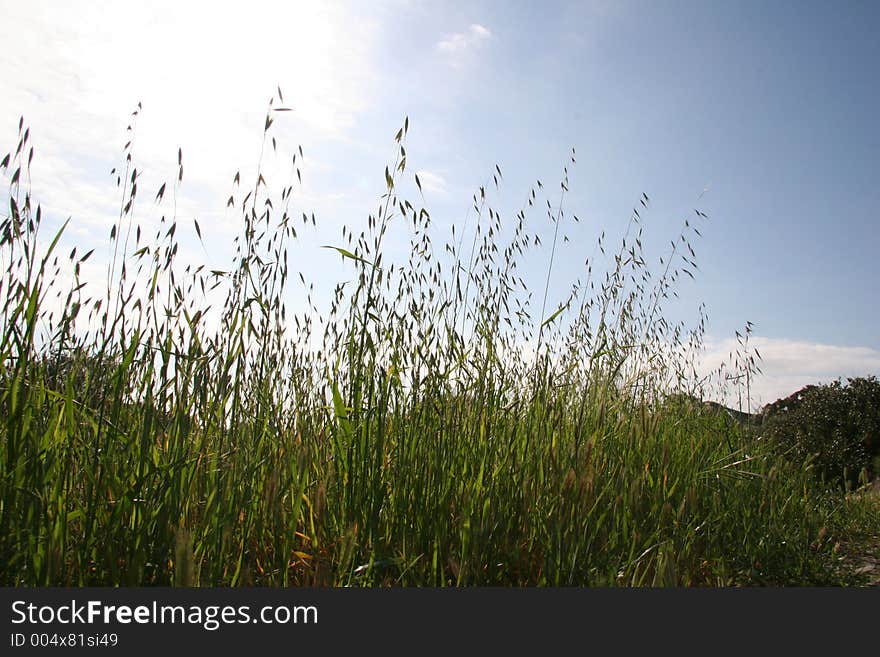 Tall Wheatgrass Blades on Bright Sky