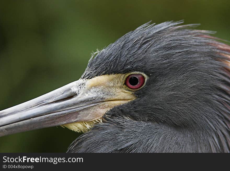 Head shot of nesting tricolor heron.