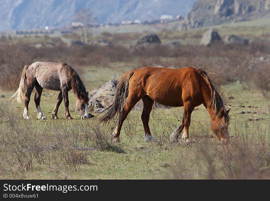 Two horses