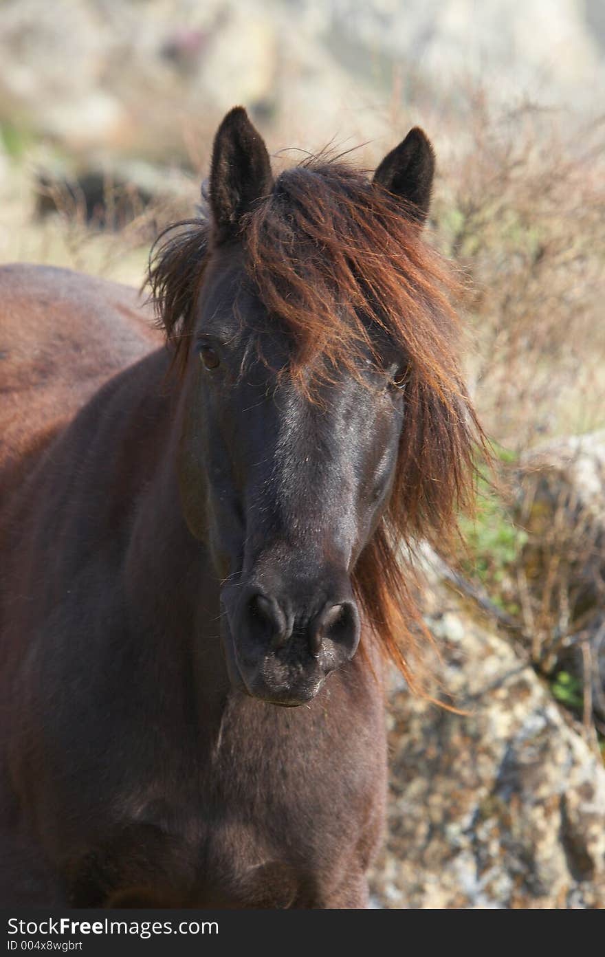 HORSE PORTRAIT