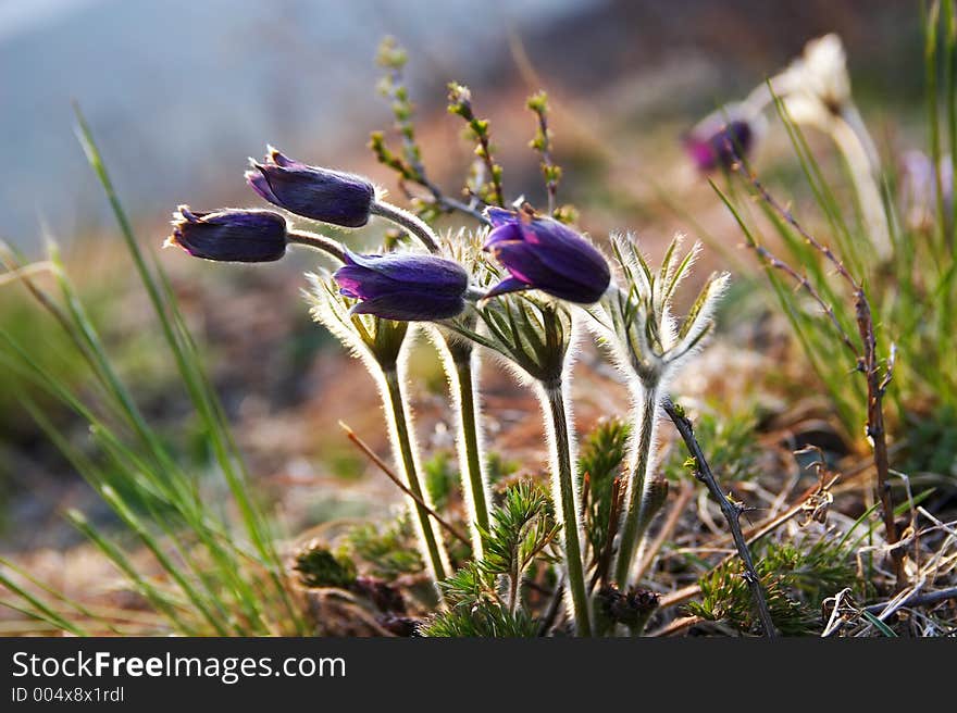 Spring and flowers.