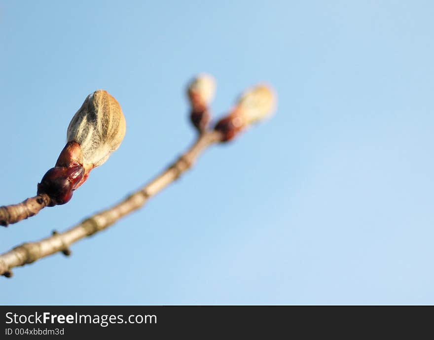 Bud of tree