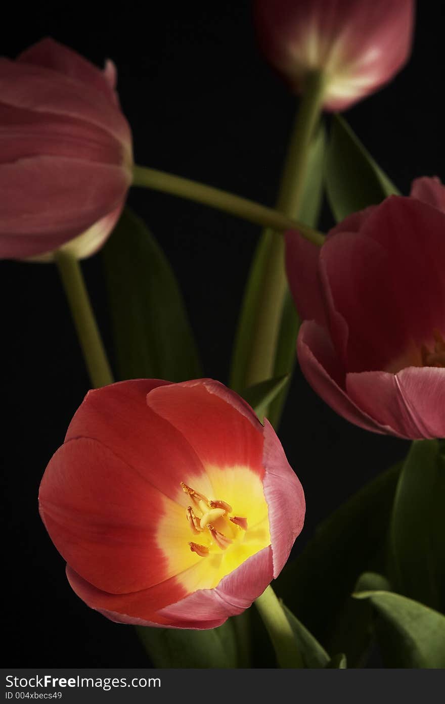 Four tulips on dark background. Four tulips on dark background