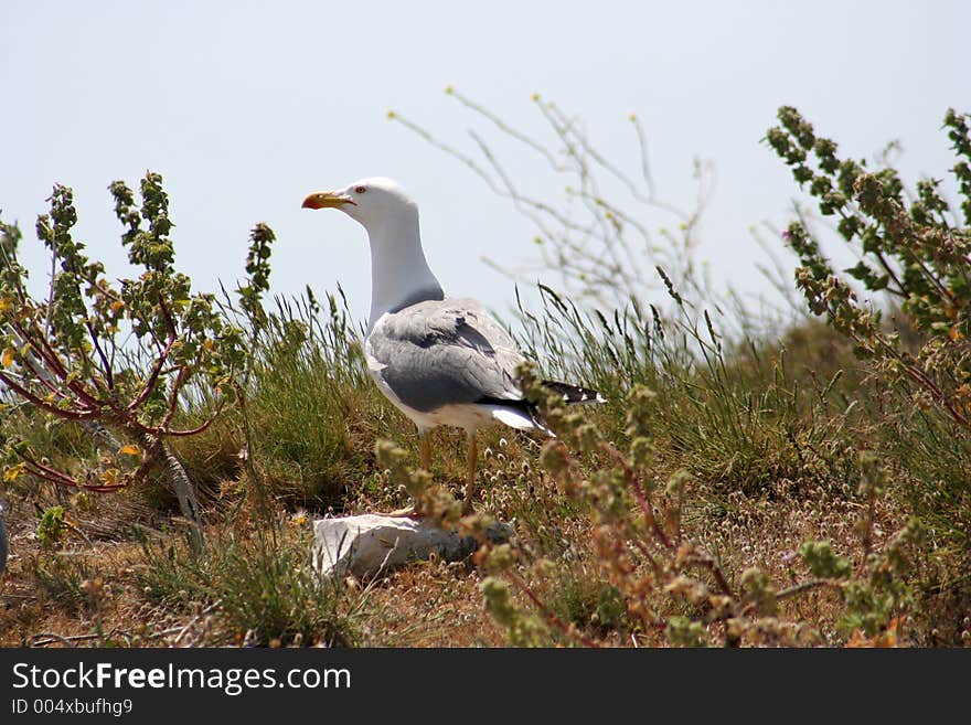 Seagull