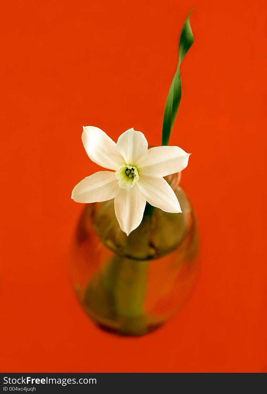 Flower Narcissus