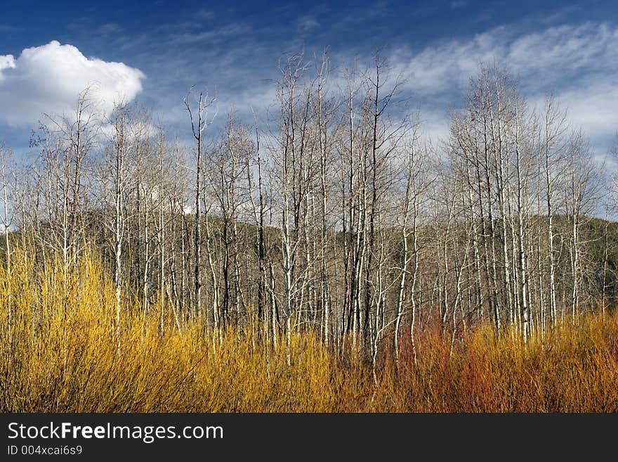 Grand tetons national park - beautiful, colorful brush with trees in may