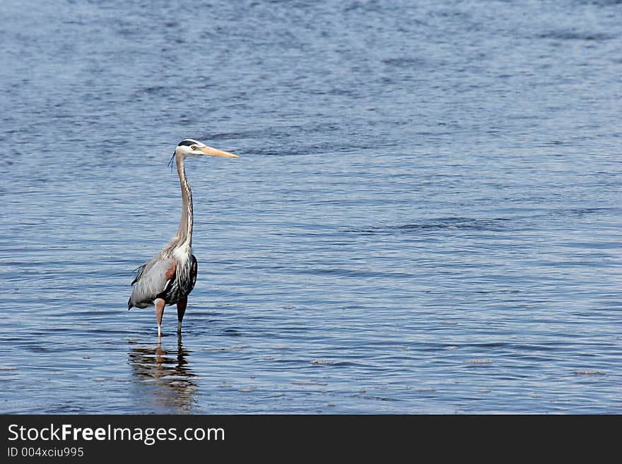 Great blue heron - ardea herodias - in yellowstone national park