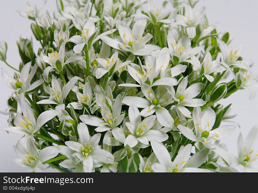 Bouquet from white colours. Bouquet from white colours