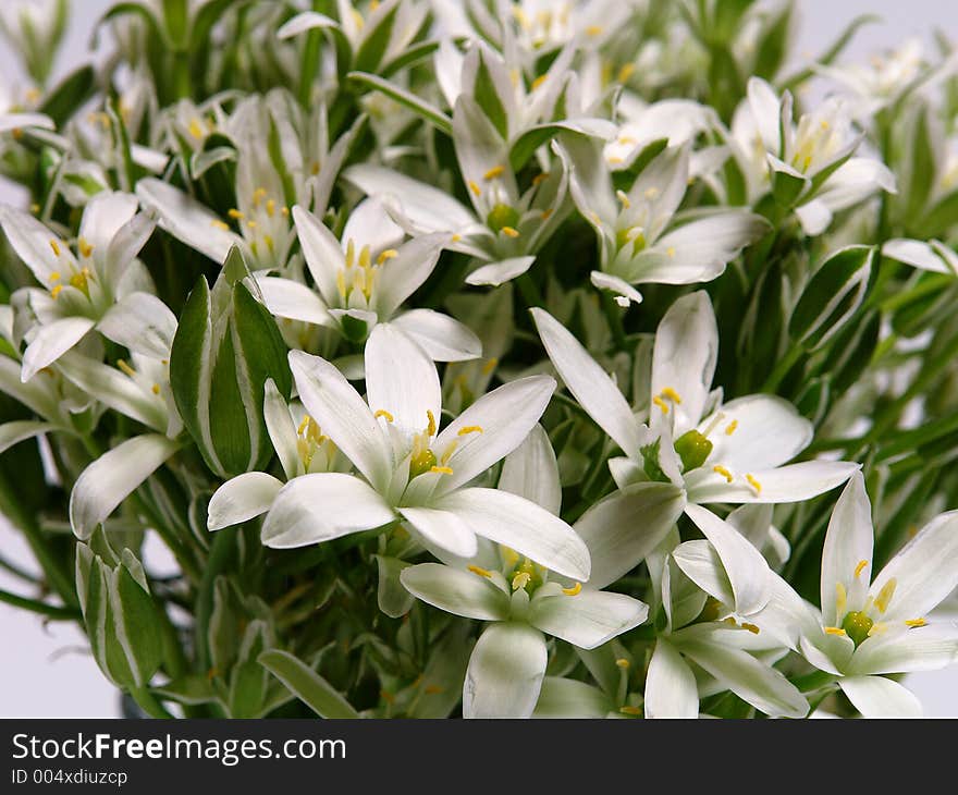 White spring flowers