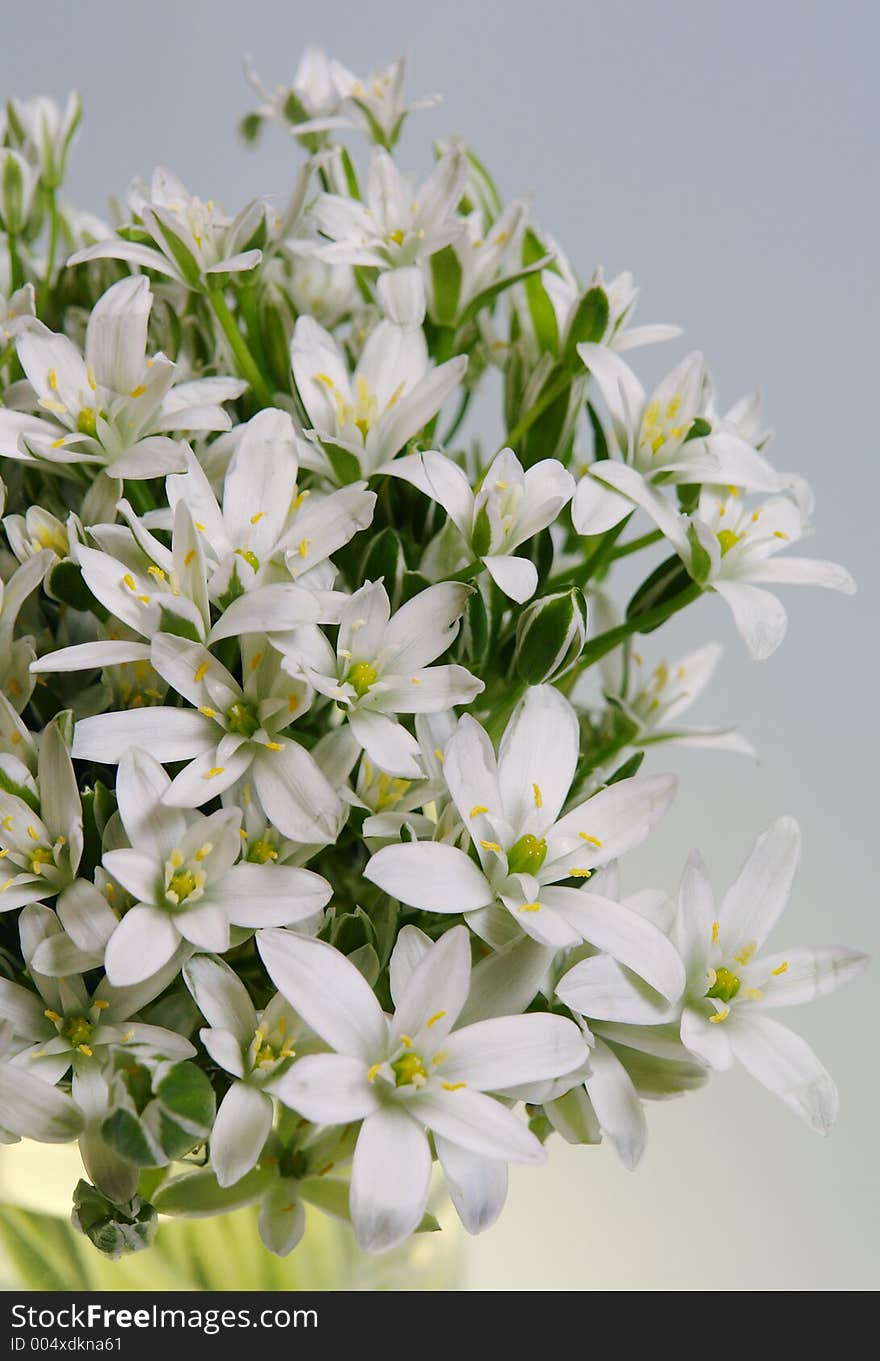 White spring flowers. White spring flowers