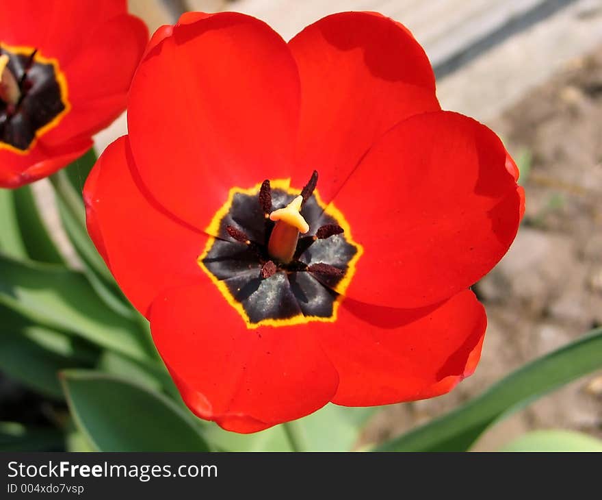 Macro tulip