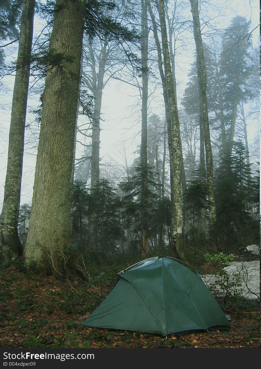 Camp on the forests