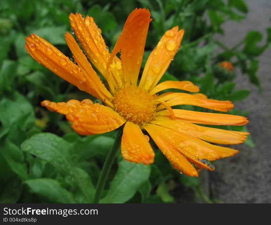 Flower after raining in park