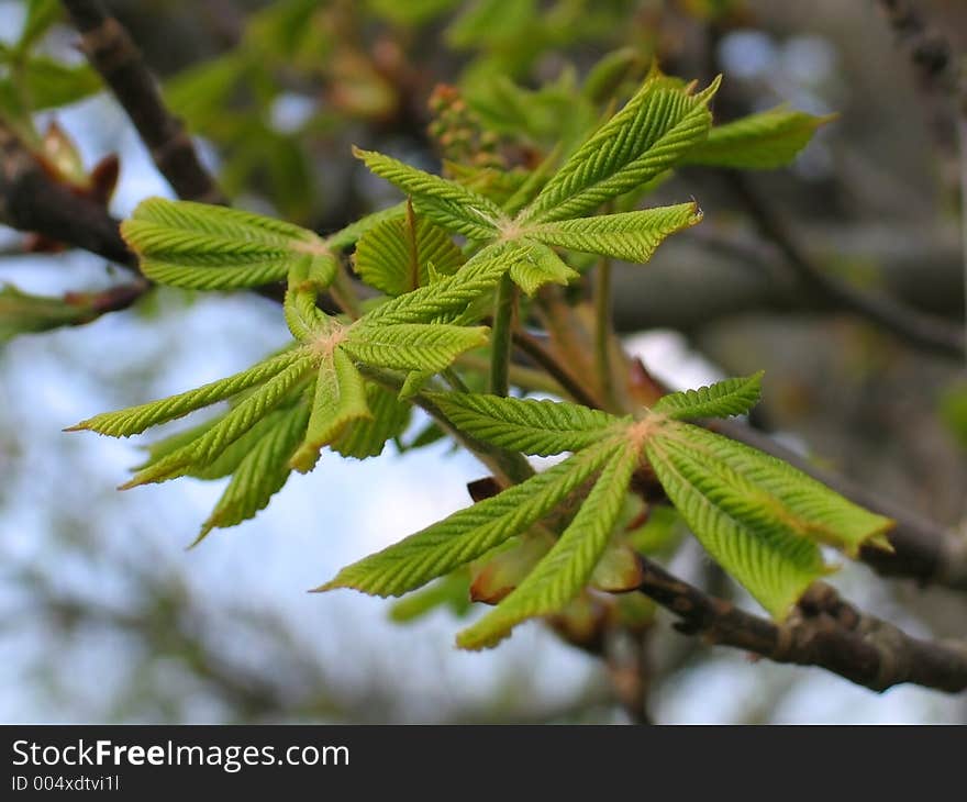 Conker branch with leaves