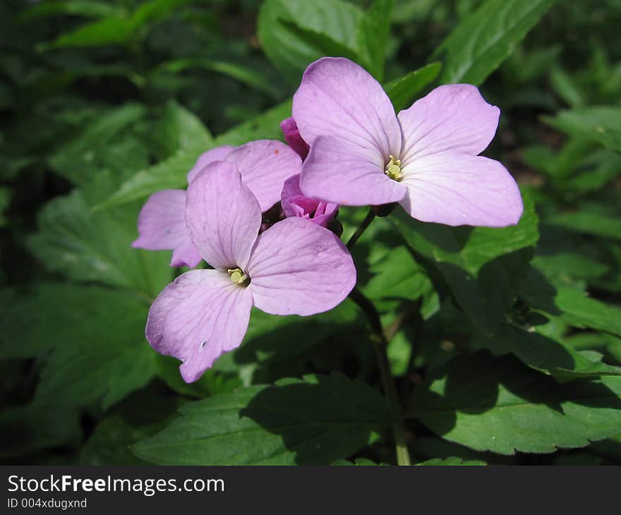 Flowers in Crimea