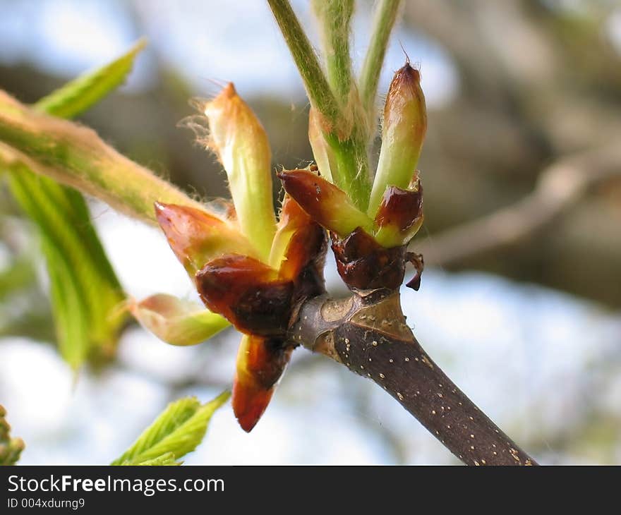 Conker branch closeup. Conker branch closeup