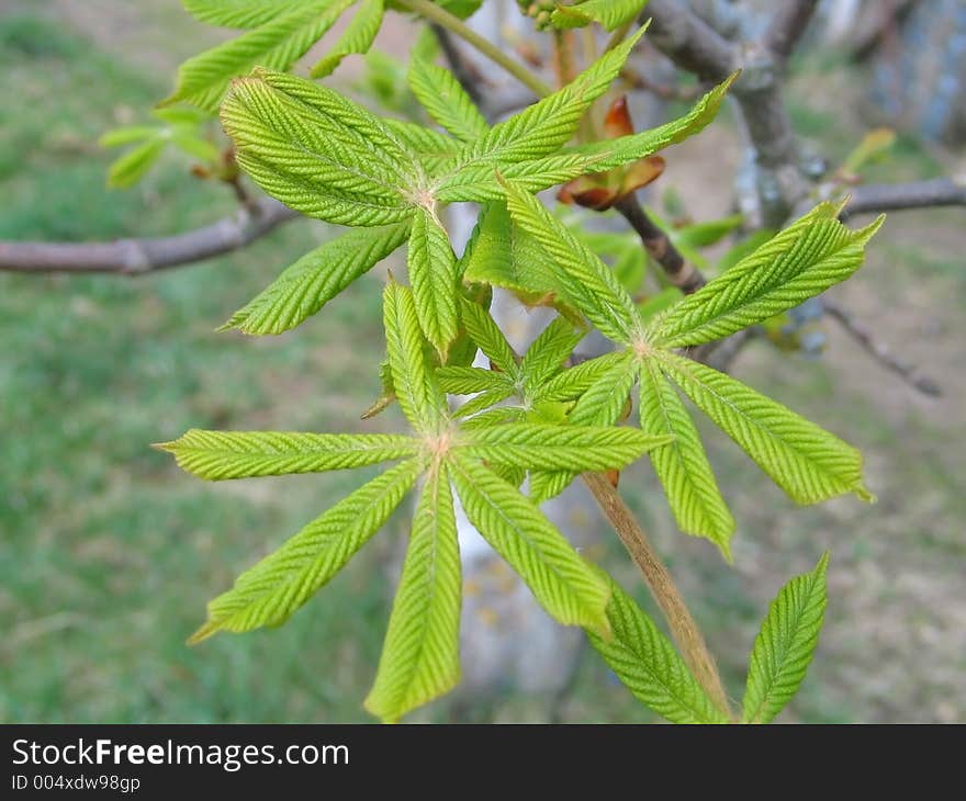 Conker leaves closeup