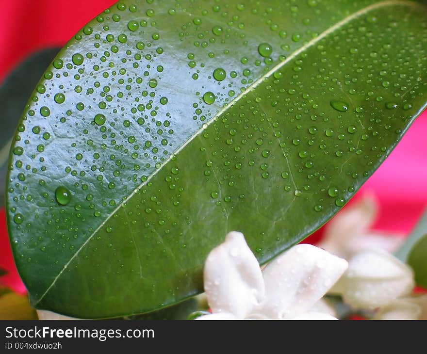 Leaf With Dew