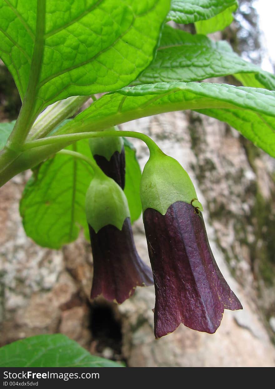 Forests Flowers