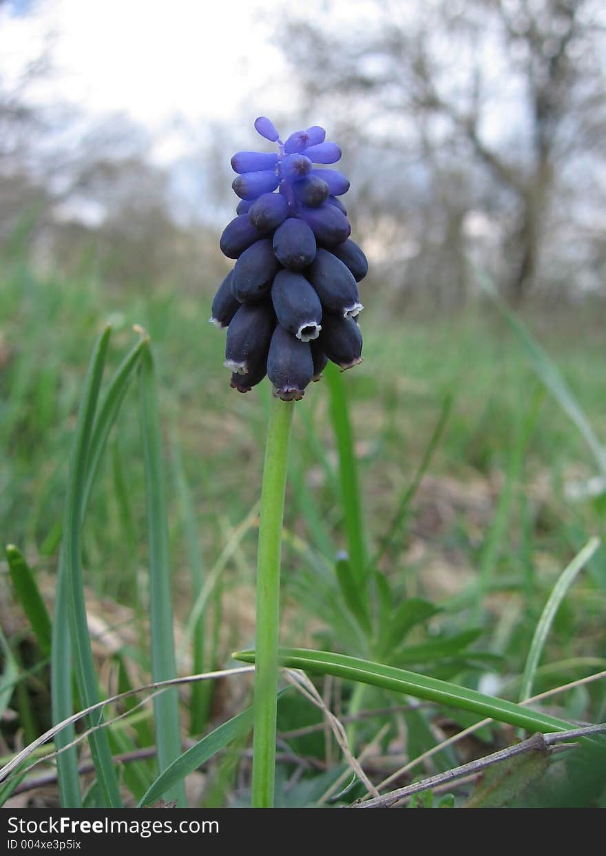 Spring flower