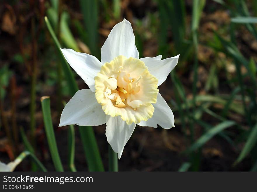 Spring flowers in my garden. Solar May day. Spring flowers in my garden. Solar May day.