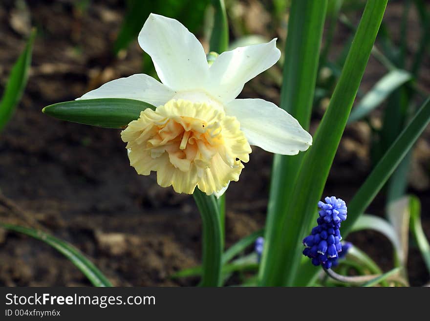 Spring flowers in my garden. Solar May day. Spring flowers in my garden. Solar May day.