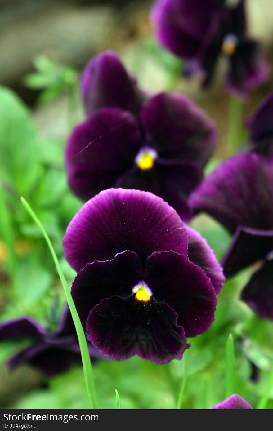 Pansies.