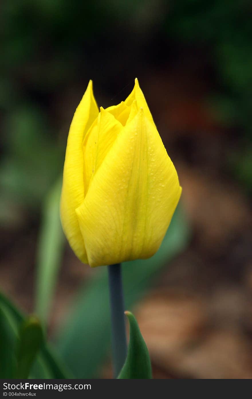 Yellow tulip.