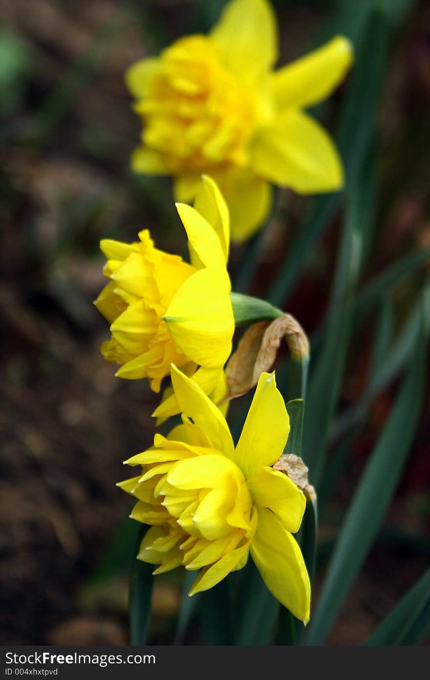 Spring flowers in my garden. Solar May day. Spring flowers in my garden. Solar May day.