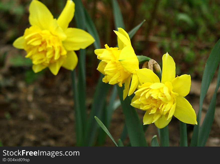 Spring flowers in my garden. Solar May day. Spring flowers in my garden. Solar May day.