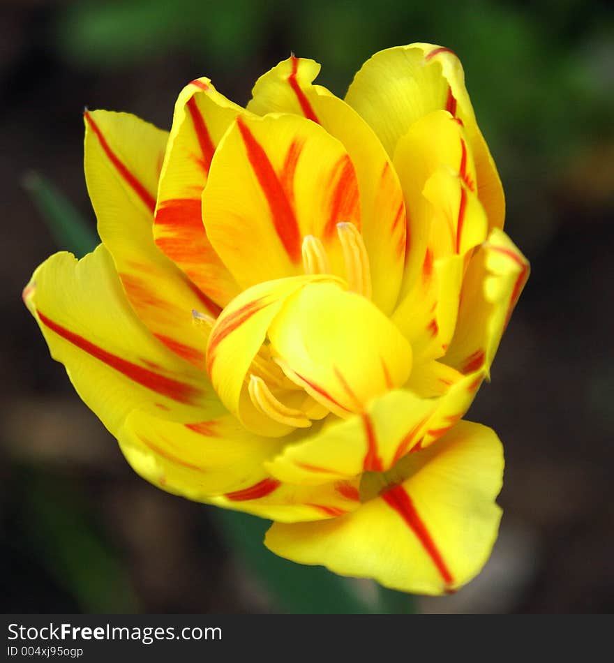 Spring flowers in my garden. Solar May day. Spring flowers in my garden. Solar May day.