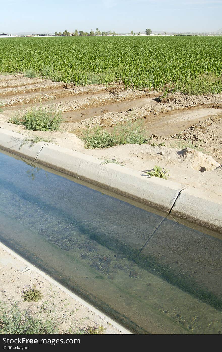 An irrigation ditch along the edge of a corn field in the Arizona desert. An irrigation ditch along the edge of a corn field in the Arizona desert.