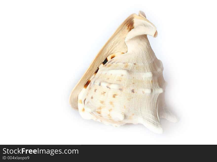 Studio Photo Isolated Shell. Studio Photo Isolated Shell