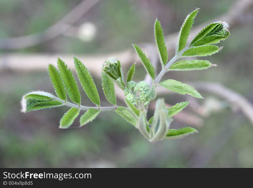 Rowen-tree Leaves