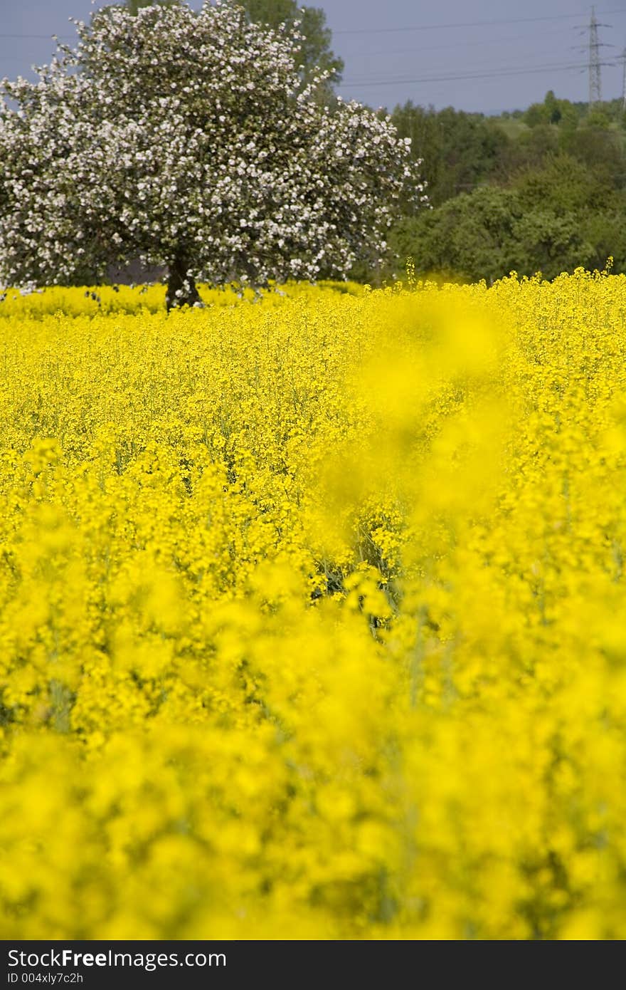 Yellow colza and apple tree at springtime