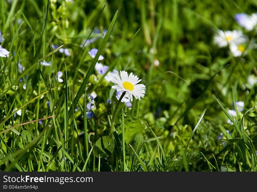 Close of a daisy in a field