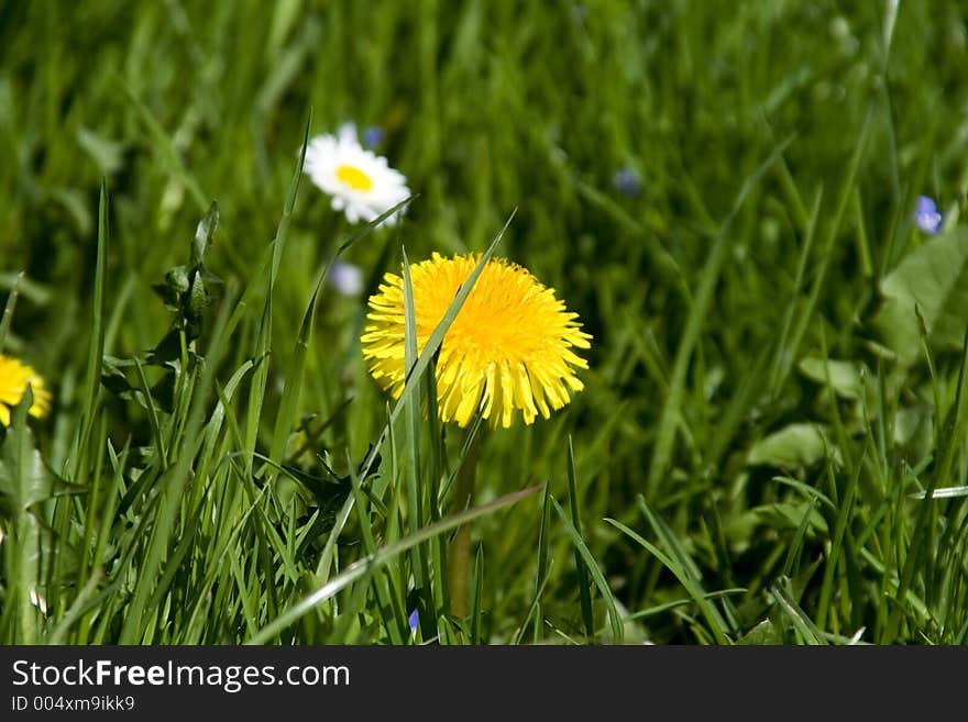 Close up a dandelion in a field